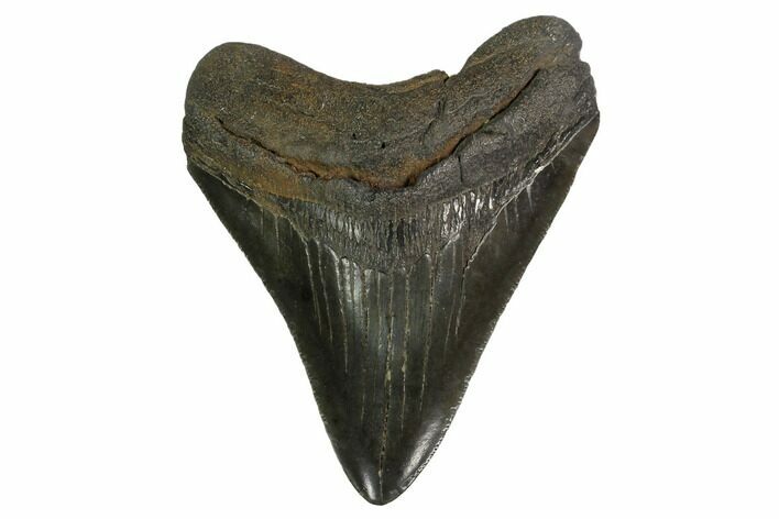 Fossil Megalodon Tooth - Georgia #145425